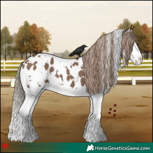 Horse Color:White Spotted Liver Red Dun Splash Near Leopard