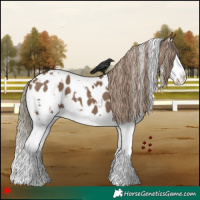 Horse Color:White Spotted Liver Red Dun Splash Appaloosa 