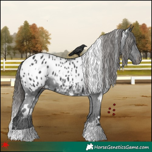 Horse Color:White Spotted Black Appaloosa 