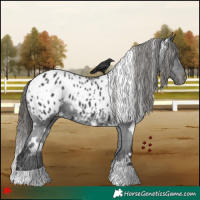 Horse Color:White Spotted Black Blanket 