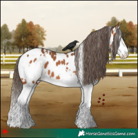 Horse Color:White Spotted Bay Splash Appaloosa 