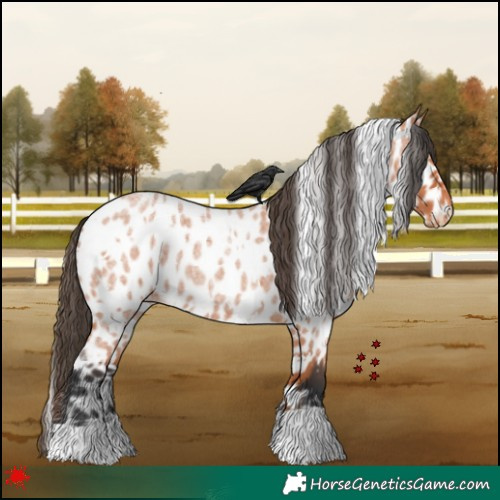 Horse Color:White Spotted Bay Roan Leopard