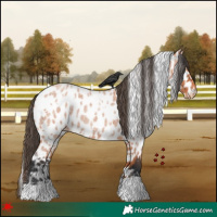 Horse Color:White Spotted Bay Roan Appaloosa