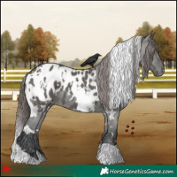 Horse Color:White Spotted Grullo Blanket 