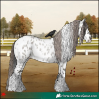 Horse Color:White Spotted Grullo Roan Appaloosa