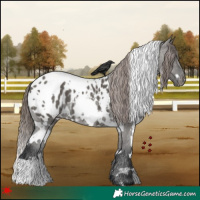 Horse Color:White Spotted Grullo Blanket 