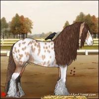 Horse Color:Bay Dun Sabino Appaloosa Rabicano