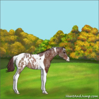 Horse Color:Chocolate Brown Ice Sabino Tobiano Appaloosa 