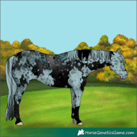 Horse Color:ERROR: UNKNOWN ANOMALY
