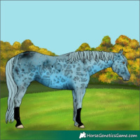 Horse Color:ERROR: UNKNOWN ANOMALY