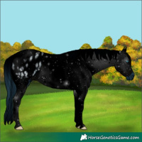 Horse Color:ERROR: UNKNOWN ANOMALY