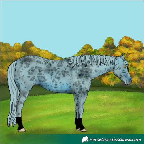 Horse Color:ERROR: UNKNOWN ANOMALY