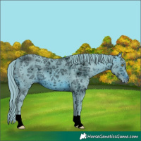 Horse Color:ERROR: UNKNOWN ANOMALY