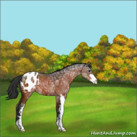 Horse Color:Bay Ice Sabino Appaloosa 