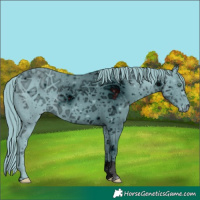 Horse Color:ERROR: UNKNOWN ANOMALY