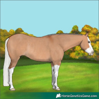 Horse Color:Silver Bay Dun Splash Rabicano 