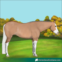Horse Color:Silver Bay Dun Splash Rabicano 