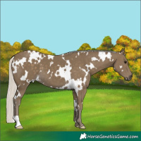 Horse Color:White Spotted Silver Smoky Black