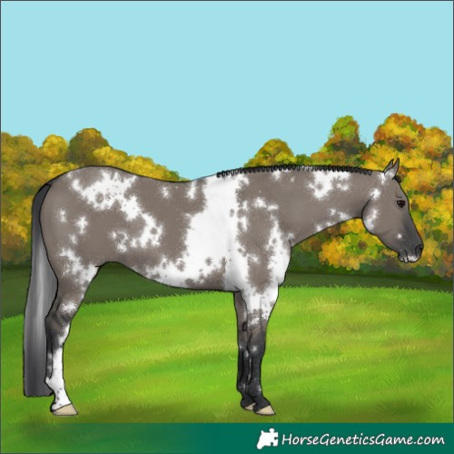 Horse Color:White Spotted Grullo