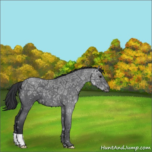 Horse Color:Blue Ice Roan 