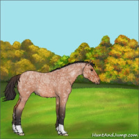 Horse Color:Bay Ice Roan