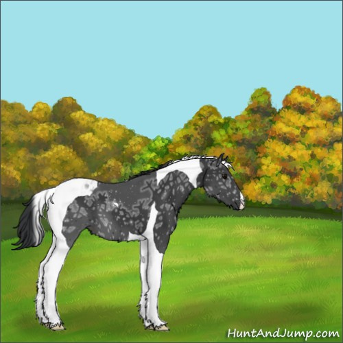 Horse Color:Black Ice Tobiano