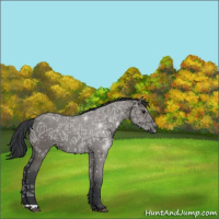 Horse Color:Grullo Ice Rabicano