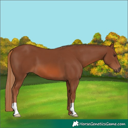 Horse Color:Chestnut 