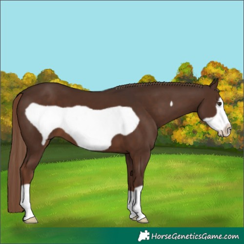 Horse Color:Liver Chestnut Frame 