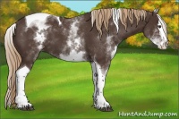 Horse Color:White Spotted Liver Chestnut Splash Tobiano