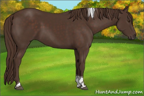 Horse Color:Liver Chestnut Tobiano 
