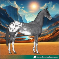 Horse Color:White Spotted Blue Roan Splash Frame Appaloosa 
