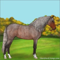 Horse Color:Silver Brown Roan 