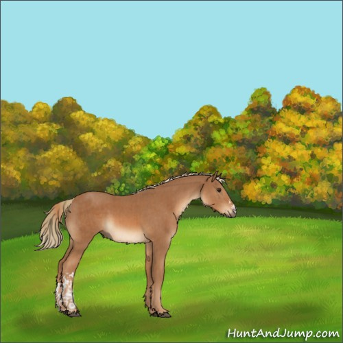 Horse Color:Chestnut  and Chestnut 