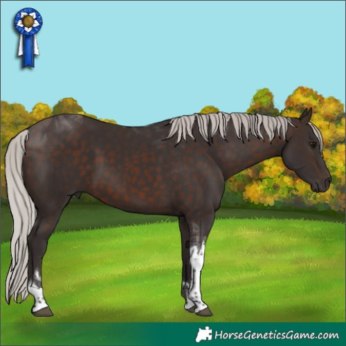 Horse Color:Silver Brown Tobiano 