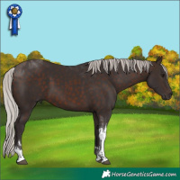 Horse Color:Silver Brown Tobiano 