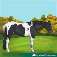 Horse Color:Black Tobiano Varnish 