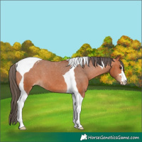 Horse Color:Bay Tobiano Varnish 