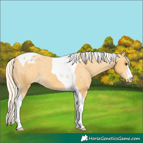 Horse Color:Palomino Tobiano Varnish 
