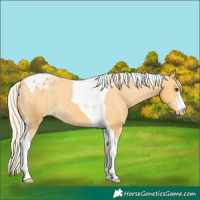 Horse Color:Palomino Tobiano Varnish 