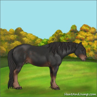 Horse Color:Liver Chestnut  and Liver Chestnut 