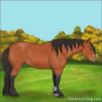 Horse Color:Bay Roan Sabino