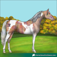 Horse Color:Nacre Silver Bay Tobiano