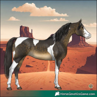 Horse Color:Buckskin Sabino Tobiano 