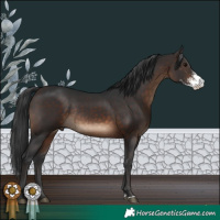 Horse Color:Brown Sabino Rabicano