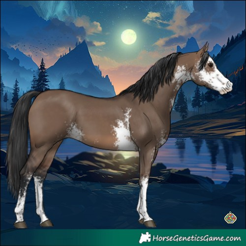 Horse Color:Brown Dun Sabino 