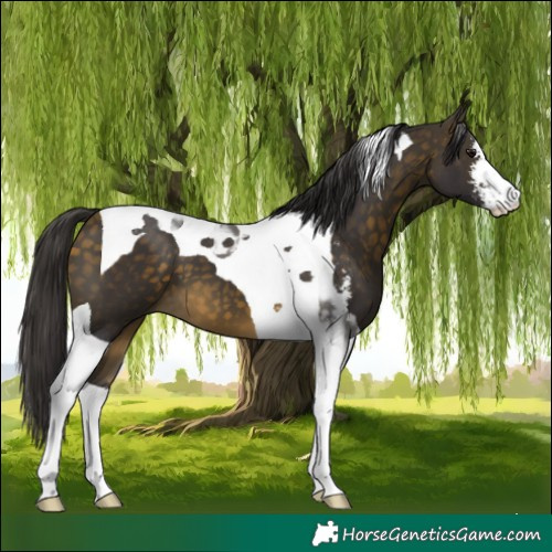 Horse Color:Buckskin Sabino Tobiano 