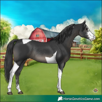 Horse Color:Black Sabino Tobiano Rabicano 