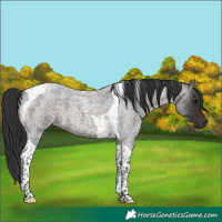 Horse Color:Brown Roan Tobiano 