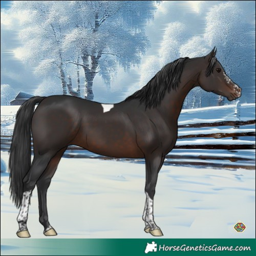 Horse Color:Brown Sabino Tobiano